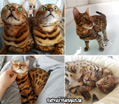 Katzenzucht Bengal